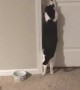 Closed Door Can't Stop Cat
