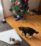 Cat Stunned by Chihuahua Energy