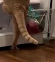 Kitty Makes a Mess Climbing in Fridge