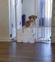 Lieutenant Dan the Two-Legged Dog Jumps Over TP