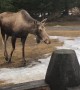 Agitated Moose Makes Warning Charge at Couple