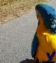 Harlequin Macaw Enjoys a Lovely Bike Ride