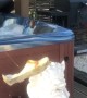 Man Catches Shoebass in Hot Tub During Quarantine
