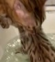 Kitty Rescues Kitten From Bathtub