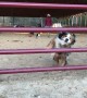 Doggo Make Graceful Jump Through Gap in Gate