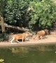 Heron Ambushed by Lion while Hunting for Fish