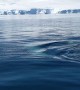 Orcas Pay Personal Visit with A Zodiac in Antarctica