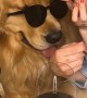 Quarantine day 1,000: Golden Retriever forms a band