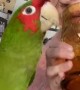 Girl and Parrot Play by Yelling into Glass