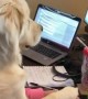 Golden Retriever makes working from home adorably difficult