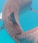 Swimming with a Large Tiger Shark in Ningaloo Reef
