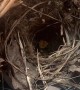 Lady Discovers a Bird Nested in her Bike Basket