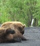 Grizzly Uses Road to Scratch His Back