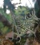 Lichen Grasshopper Climbs Tree Limb