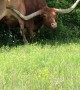 Itchy Texas Longhorn
