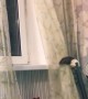 Clever Rat Circumvents Curtains to Prized Window Seat