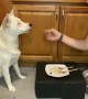 Opal, the Blind and Deaf Dog Enjoys Plate of Delicious Foods