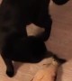 This cat is literally trying to kill a catnip fish