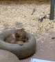 Father Lion Meets Cub For The First Time