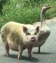 Pig and Goose Going for a Walk Together