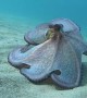 Colorful Octopus on the Seafloor