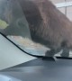 Cat Keeps Getting Startled by Car Horn