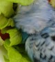 Bird Decides Owner's Salad Is Perfect For Laying In