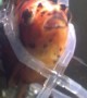 Goldfish Saved by Lifesaving Vest
