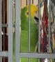 Parrot Puts on an Amazing Performance