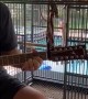 Parrot on Point With Guitar Performance
