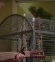 Singing Parrot Turns Cage into Stage