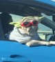 Riding in Style, this Chill Pooch Is