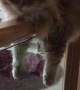 Fluffy Kitty Rests on a Banister