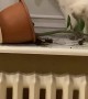 Cat Caught Tipping Potted Plant