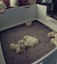 Two Week Old Golden Retriever Puppy Can't Find Mom