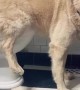 Trained Dog Uses the Toilet