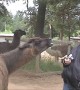 Llamas Vs. Mamas