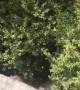Happy Dog Goes from Bench to Bushes