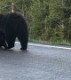 Mama Grizzly Walks Her Cubs down Yellowstone Road
