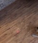Dog Chases a Laser Pointer