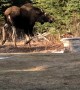 Perturbed Moose Throws Tantrum In Backyard