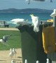 Cockatoo is a Master at Opening Garbage Cans