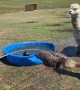 Emu Takes a Not so Graceful Splash in the Pool
