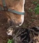 Kitty Has Special Bond With Horse Best Friend