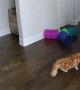 Cold Splash Scares Cat
