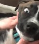 Playful Puppy Confused by Mom's Playing