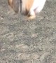 Horse Gives Cat Massage
