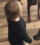 Toddler Teaches Dogs to Sit