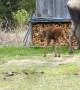 Twin Moose Calves Playing