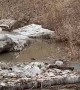 Deer Makes it to River Bank After Ice Breaks Up
